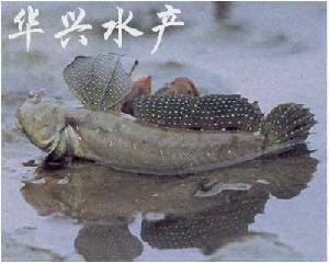 跳鱼