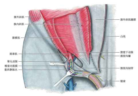 腹股沟管深层