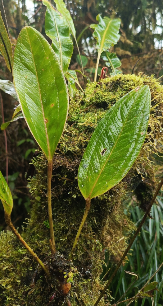 花烛的茎和叶