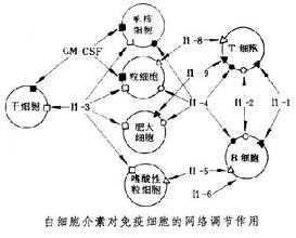 白细胞介素