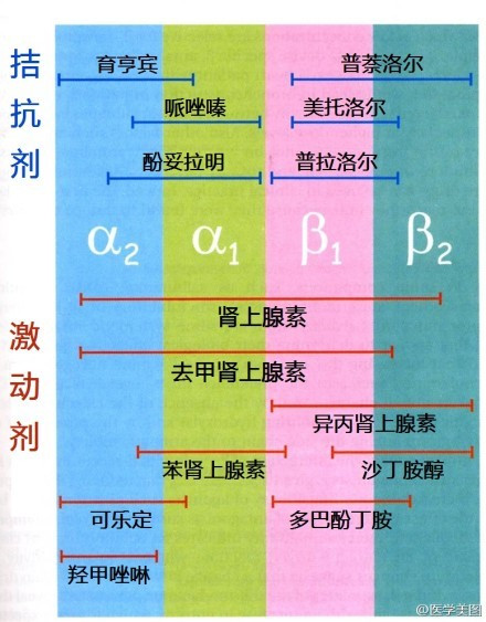 肾上腺素受体激动剂和拮抗剂