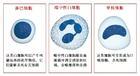 白细胞分类