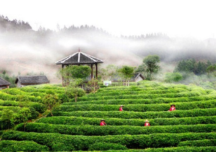 刘三姐茶园 