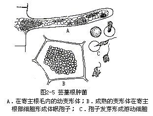 根肿菌