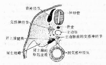 交感神经兴奋