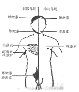 性激素与毛发的生长与分布