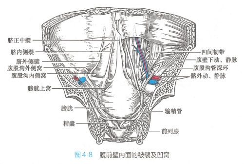 腹前壁内面的皱襞及凹窝