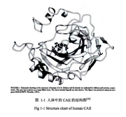 人体中的CAII的结构图