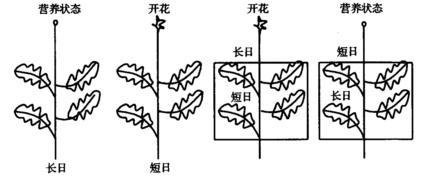 菊花实验