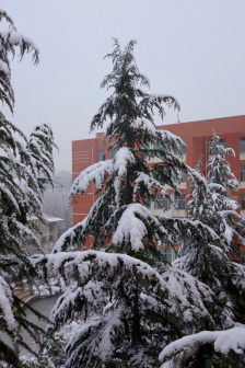 雪景