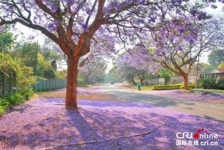 蓝花楹小路