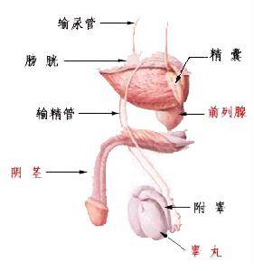 生殖器滴虫病