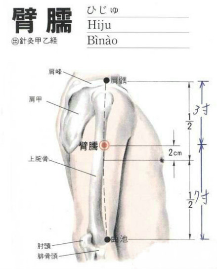 臂臑解剖