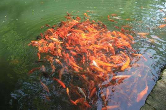 金鱼池