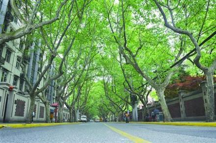 长宁区愚园路两旁的法国梧桐树