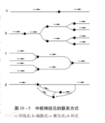 反射弧