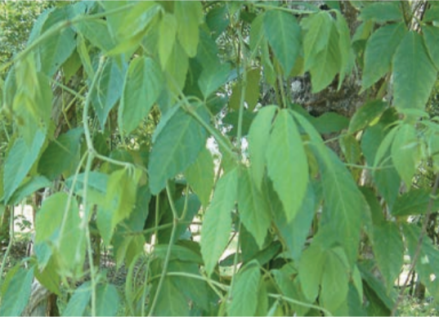 葡萄科乌蔹莓属植物乌蔹莓 