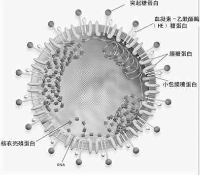 包膜糖蛋白