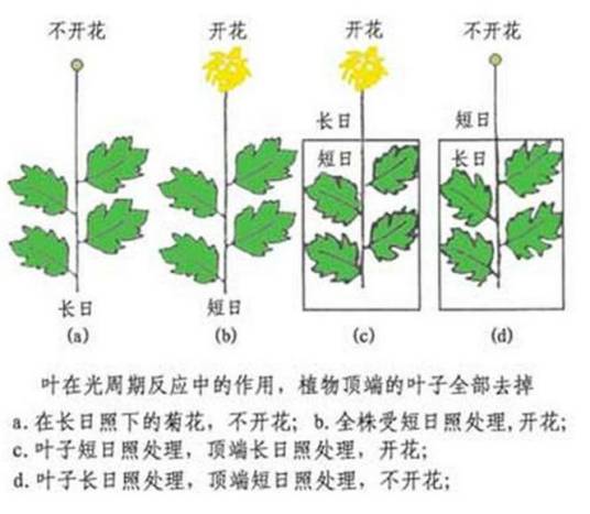 光周期