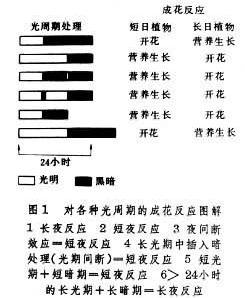 光周期