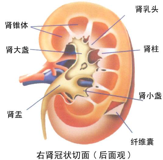 肾阳