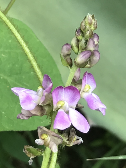 菜豆的花