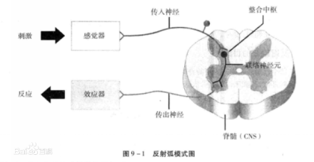 反射弧