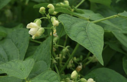 菜豆的叶