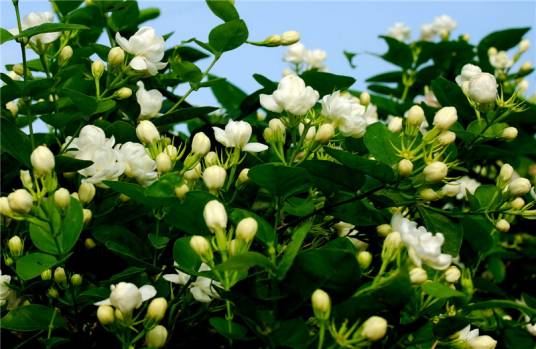横州茉莉花