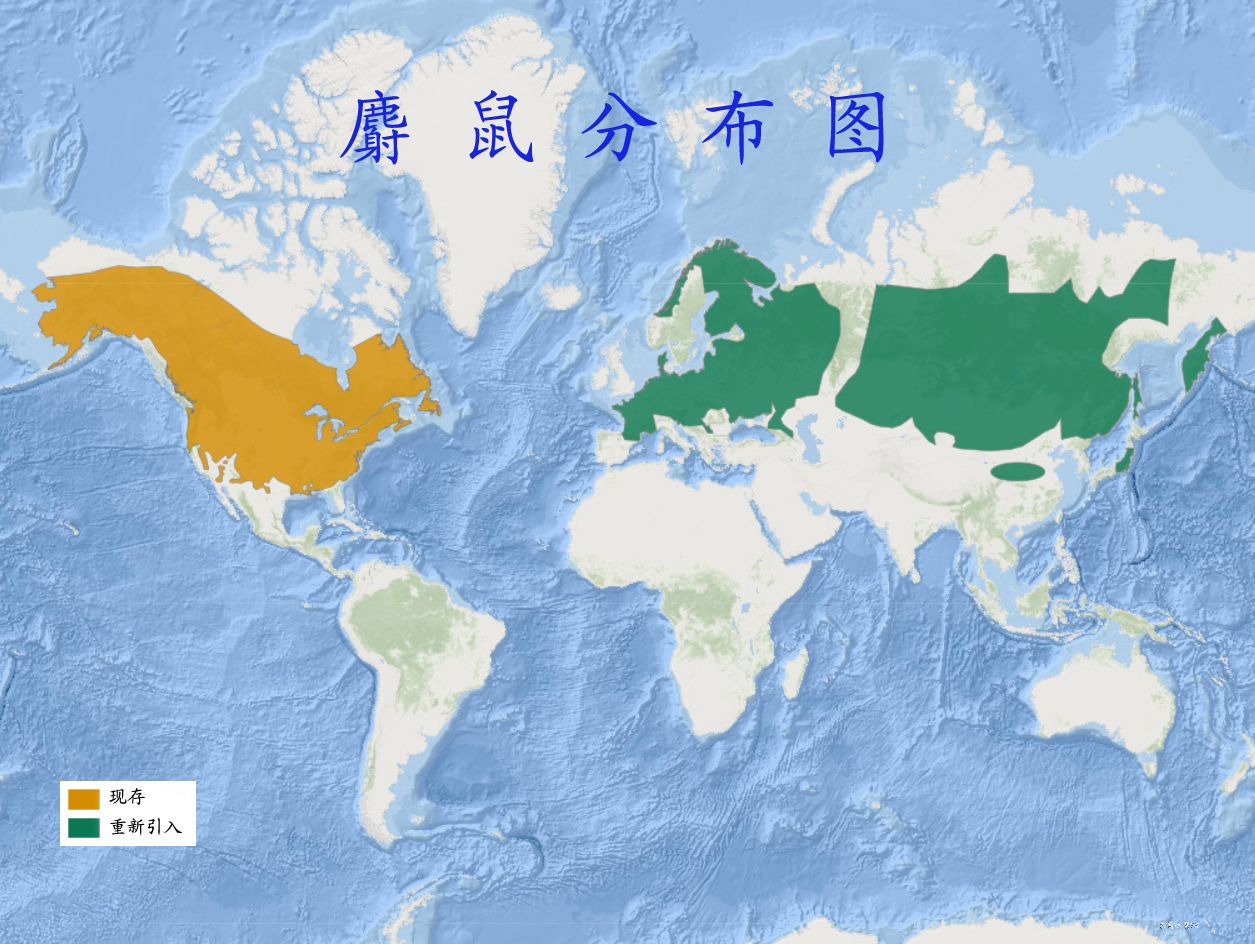 麝鼠分布图