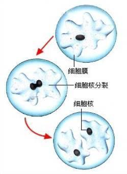 核分裂