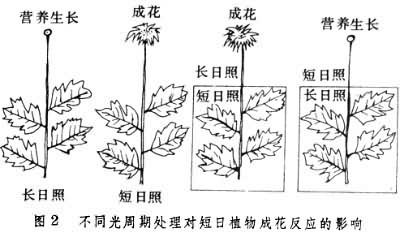 植物的光周期现象