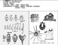 子囊菌亚门