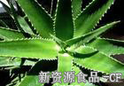 芦荟