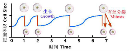 细胞体积随细胞分裂的变化