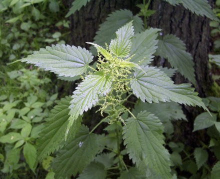 荨麻
