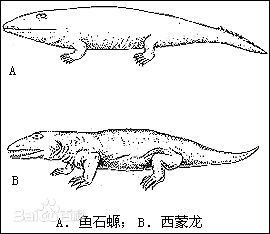 石炭纪