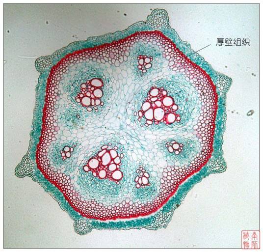 输导组织