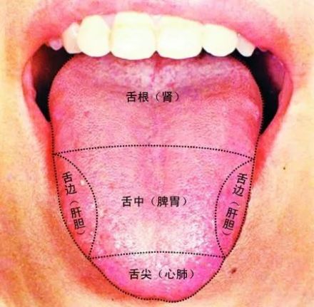 心主舌
