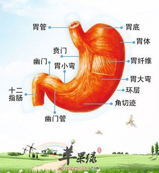 胃部介绍