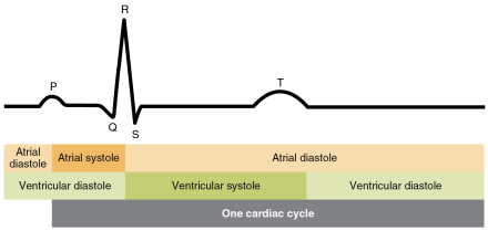 心脏周期和ECG（心电图）之间的关系 