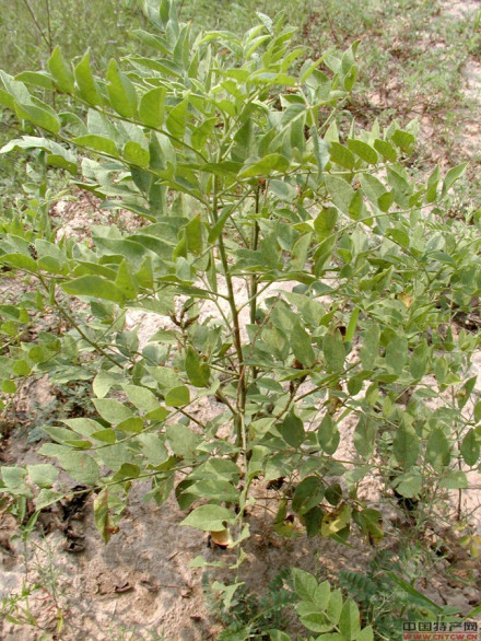 炙甘草