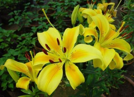 列支敦士登国花