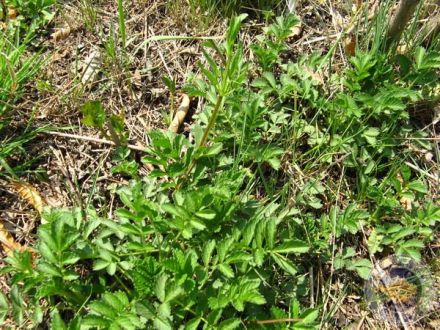 仙鹤草用于痈肿 