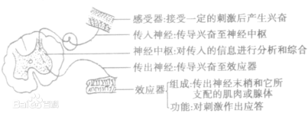 反射弧