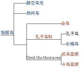 孔子鸟谱系2004年版，现已更新