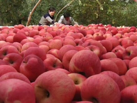 旬邑苹果