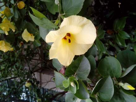 花叶木薯