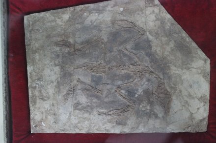 孔子鸟