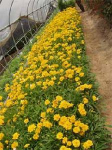 大花金鸡菊